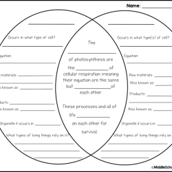 Photosynthesis cellular respiration venn diagram