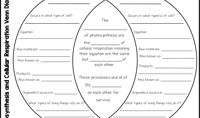 Photosynthesis cellular respiration venn diagram