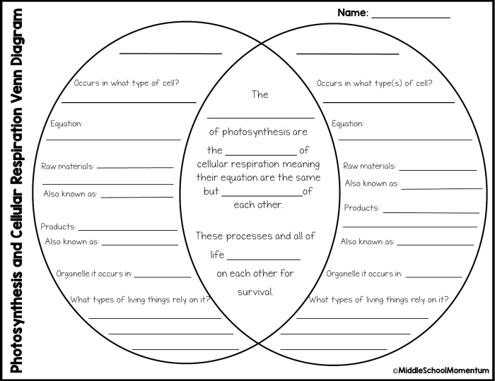 Photosynthesis cellular respiration venn diagram