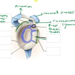 Anatomical correctly neuron transcribed