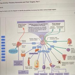 Art-labeling activity overview of the endocrine organs