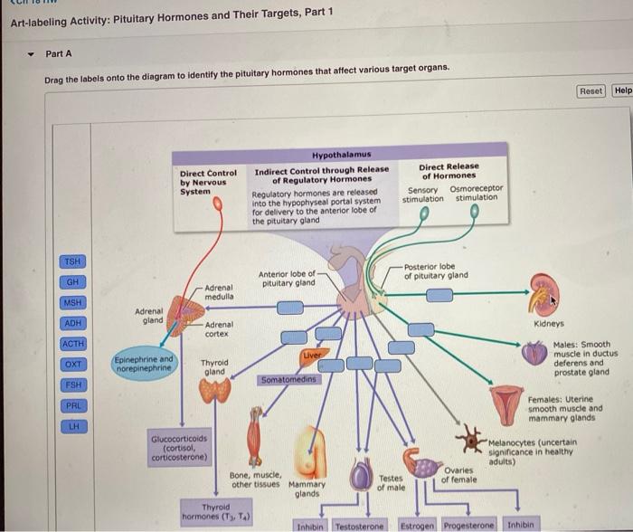 Art-labeling activity overview of the endocrine organs