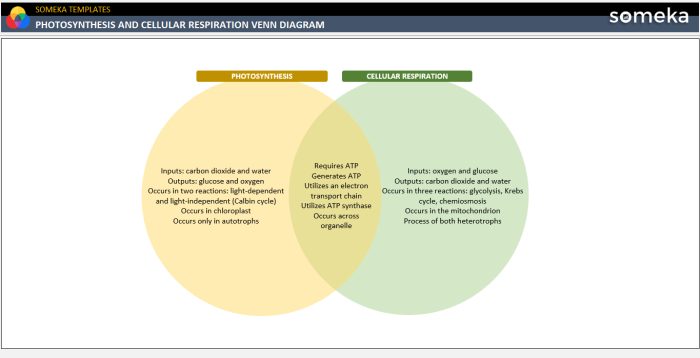 Photosynthesis cellular respiration venn diagram