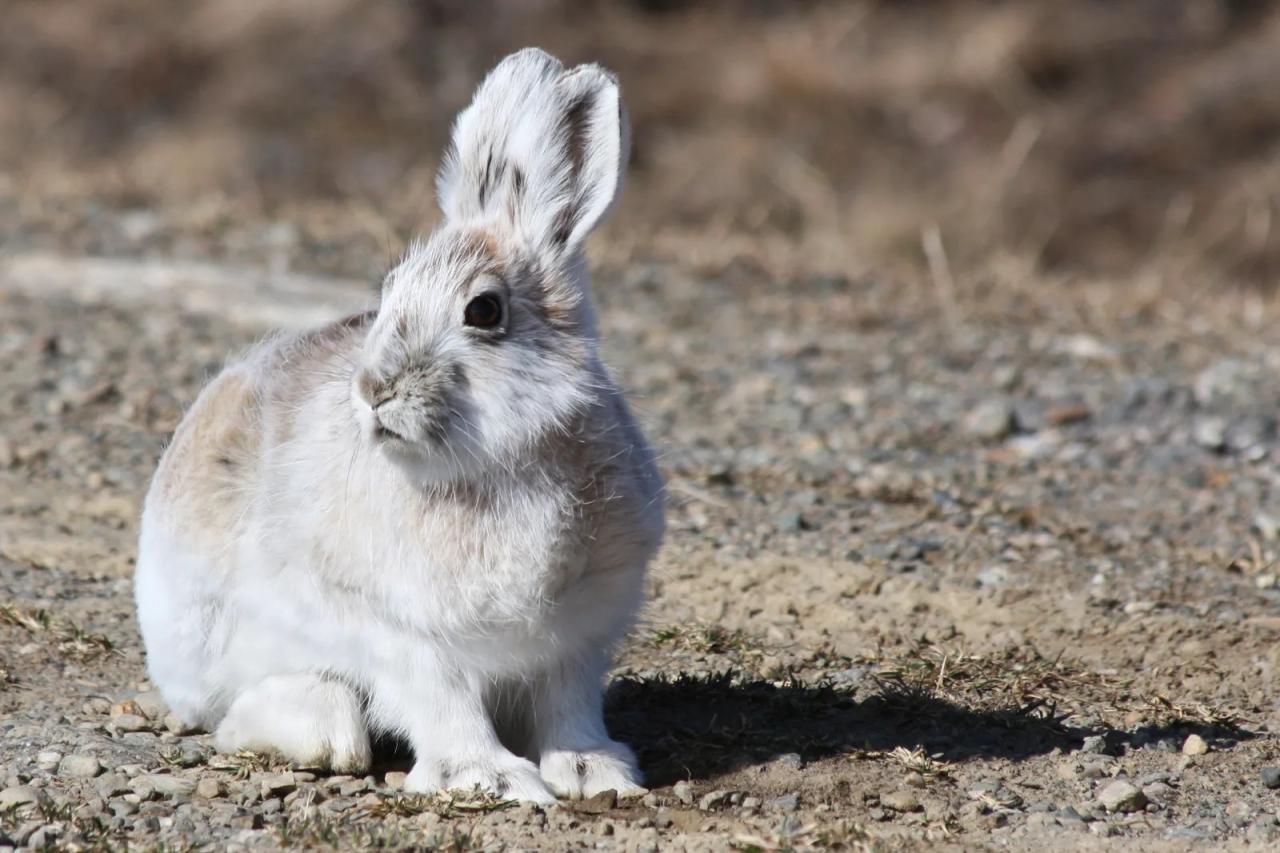 Match the animals to the phenomenon that they undergo