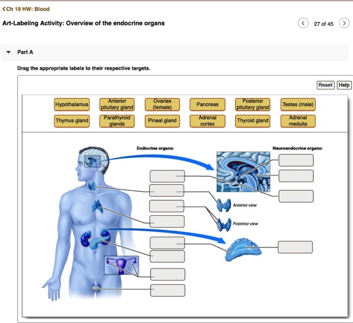 Art-labeling activity overview of the endocrine organs