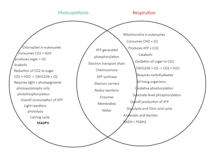 Photosynthesis cellular respiration venn diagram